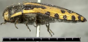 Media type: image;   Entomology 2728 Aspect: habitus lateral view